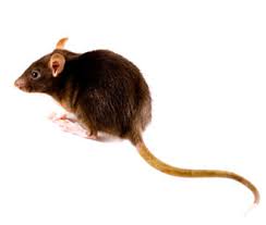 Mice Pest Control perth