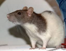 Mice Pest Control perth
